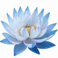 Photo blue water lilly lotus on white background