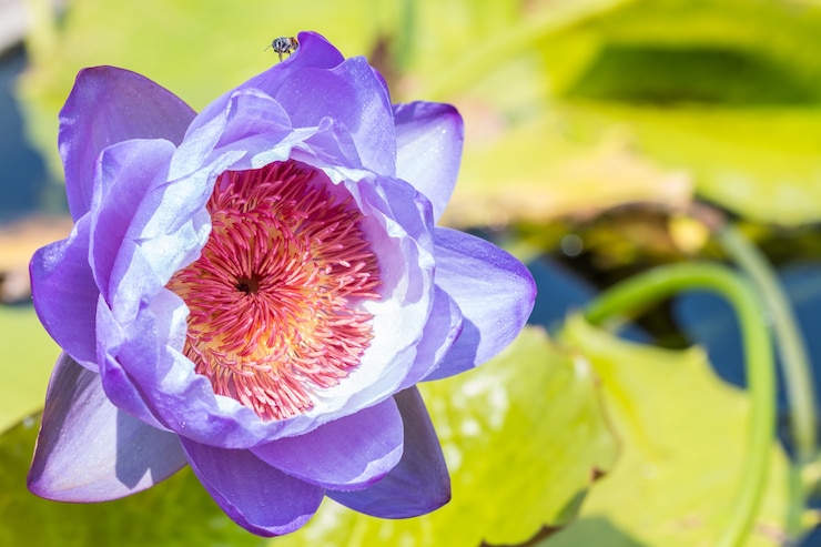 Photo 青いスイレンまたは蓮の花。