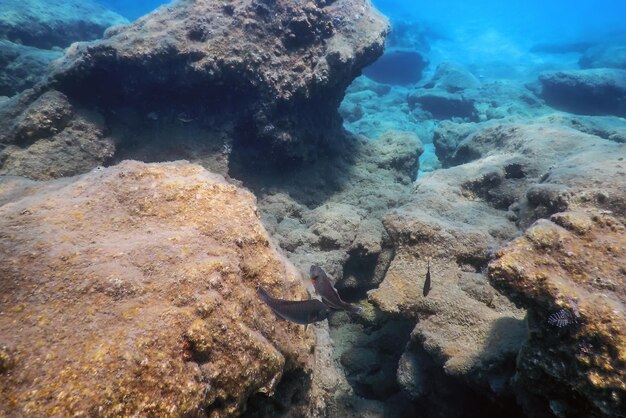 Голубая вода с растущими кораллами под водой