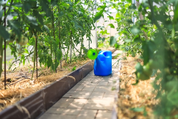 Blue watering can among green plants in a bright greenhouse on a summer day concept watering and car...