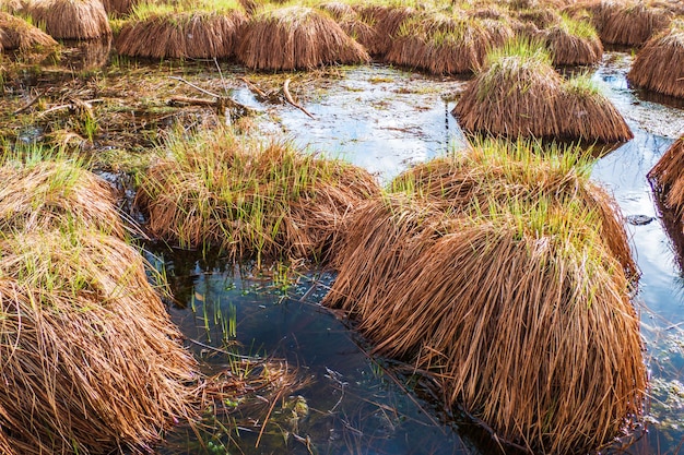 Blue Wetland с коричневой пушистой губчатой сеткой из мха.