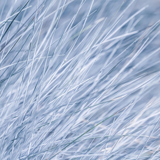 Blue white background of ornamental grass Festuca glauca