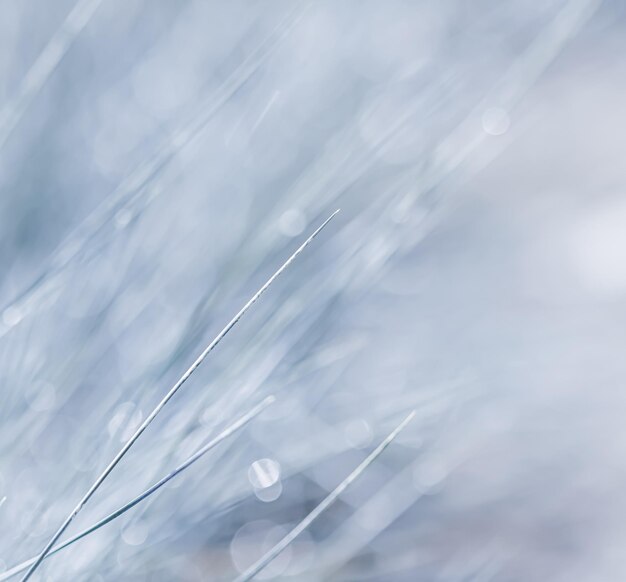 Blue white background of ornamental grass Soft focus