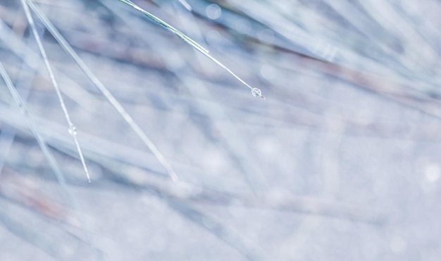 Blue white background of ornamental grass with water dropsSoft focus