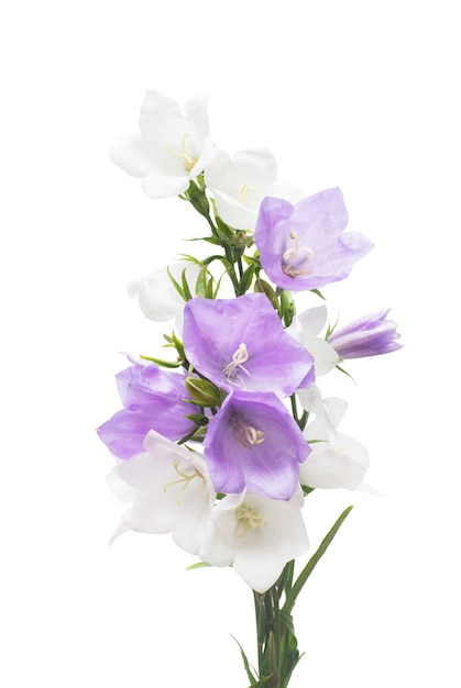 Blue and white bell flowers isolated on white background. Flowerbeds, garden