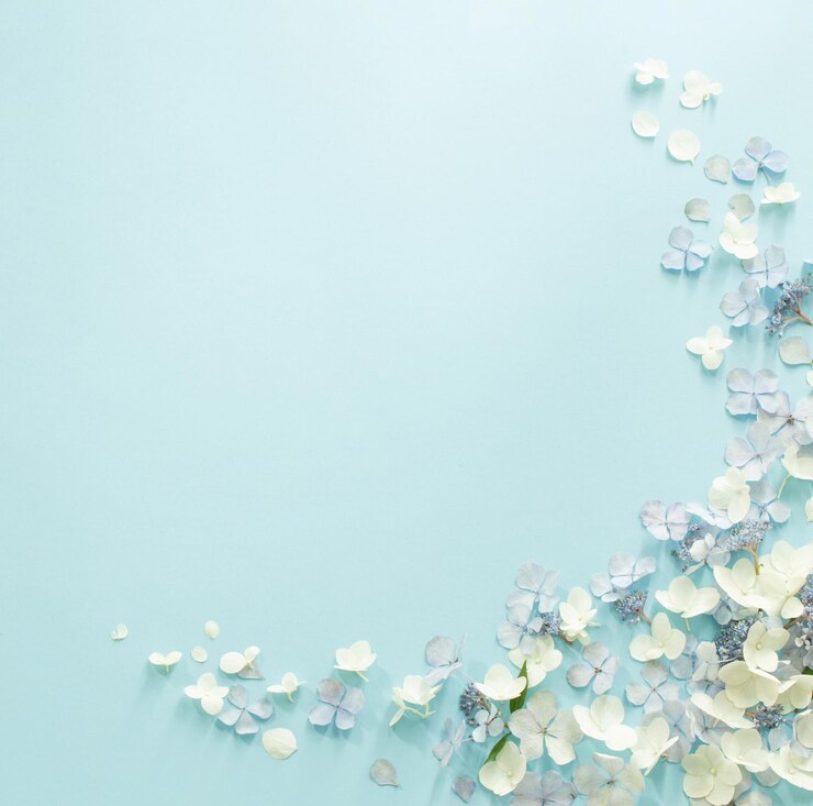 Blue and white hydrangea flowers on blue background