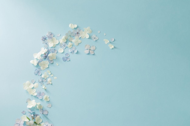 blue and white hydrangea flowers on blue background