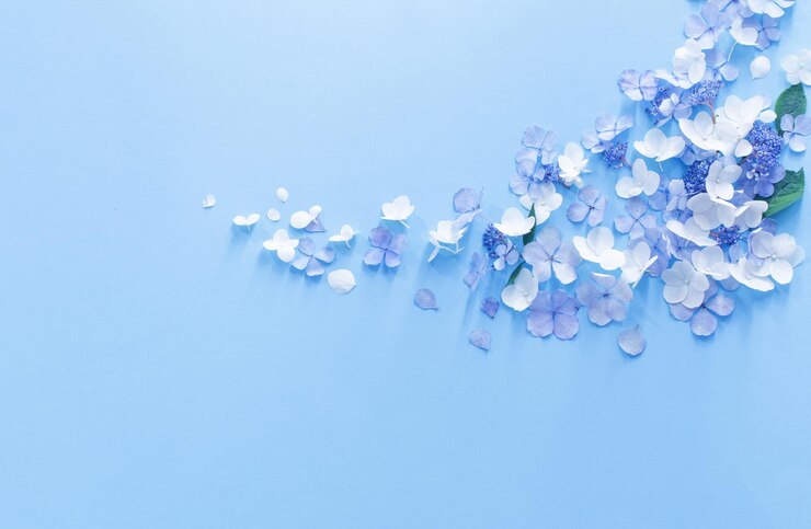 Photo 青い背景の青と白のホルテンジアの花