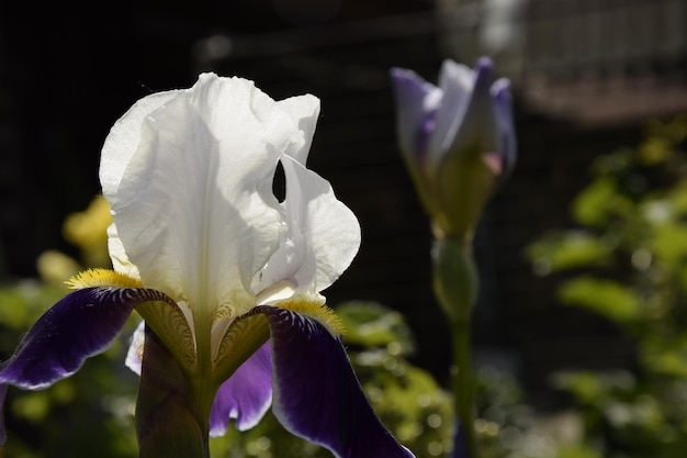 Blue white iris flower closeup