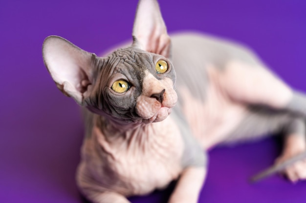 Photo blue and white sphynx hairless kitten with yellow eyes lying down at purple floor and looking up