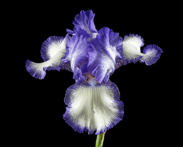 Blue white striped flower of iris isolated on black background