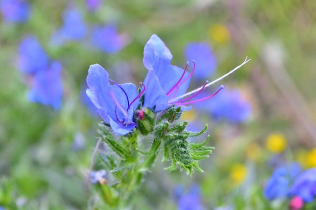 写真 青い野生の花をクローズ アップ