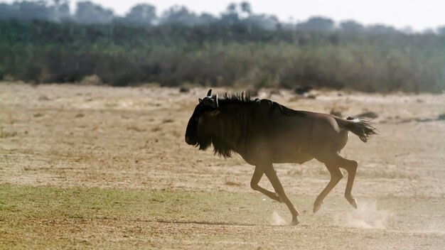 Photo blue wildebeest running side view in dry land in kgalagadi transfrontier park south africa  specie connochaetes taurinus family of bovidae