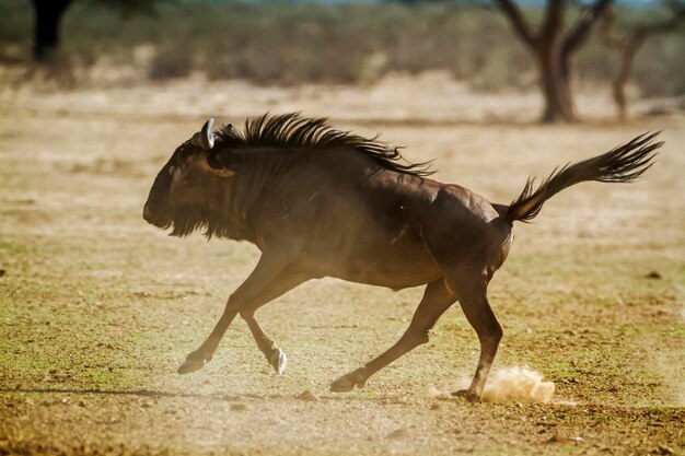 사진 kgalagadi transfrontier park에서 건조한 땅에서 달리는 파란색 <unk> (gnu) 쪽의 모습 남아프리카 공화국 종 connochaetes taurinus bovidae 가족