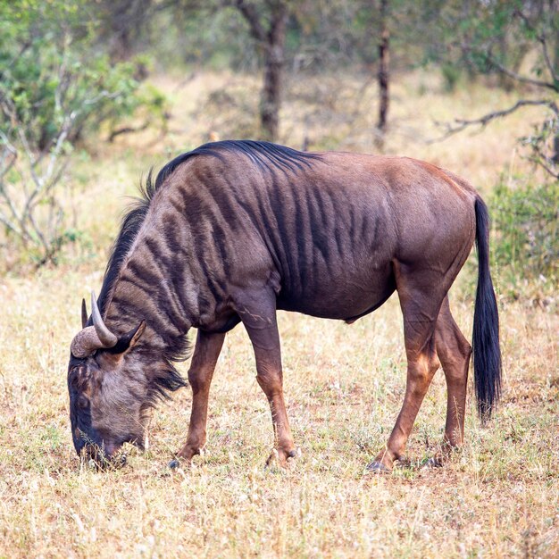 Blue wildebeest stands in the wild Safari Kruger National Park