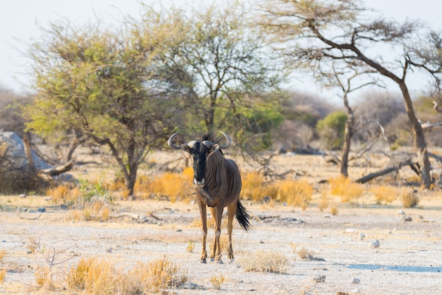 Blue Wildebeest walking in the bush. Wildlife Safari in the Etosha National Park, famous travel destination in Namibia, Africa.