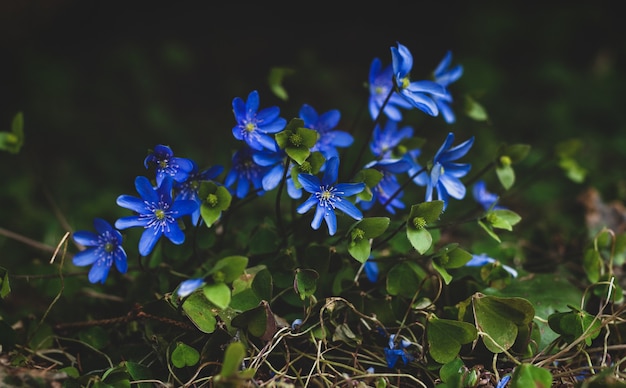 Blue wildflowers blooming in the dark spring forest