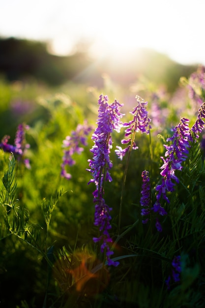 Blue wildflowers in a green meadow. Warm spring evening with a bright meadow during sunset.