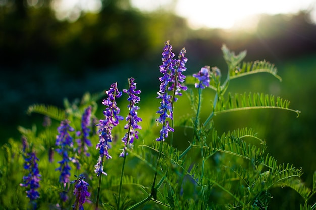 緑の牧草地の青い野花。日没時に明るい牧草地で暖かい春の夜。