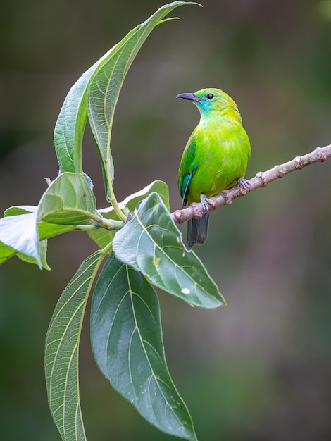 Photo blue-winged leafbird;