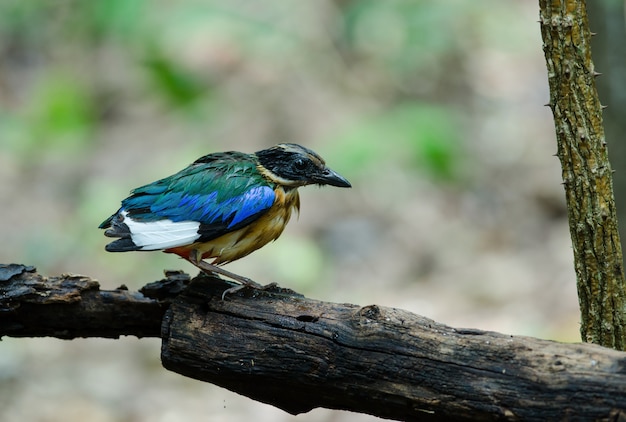 태국의 자연에서 푸른 날개 달린 피타 (Pitta moluccensis)