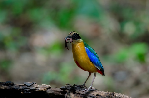 Blue-winged Pitta (Pitta moluccensis)  in nature of Thailand