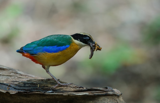 タイの自然の中で青いピタ（Pitta moluccensis）