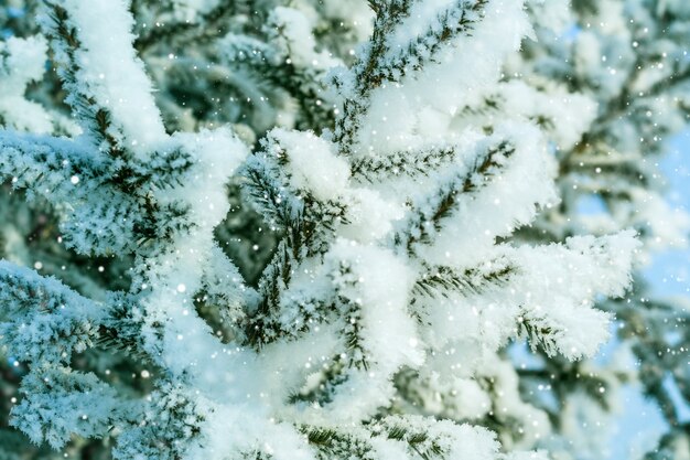 Blue Winter Background. Natural coniferous branches in hoarfrost and snow.