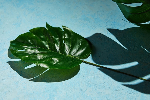 blue with monstera leaf and hard shadow from monstera background