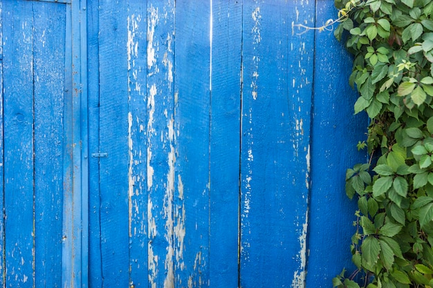 Struttura di legno blu con edera per lo spazio della copia dello sfondo della natura per il testo