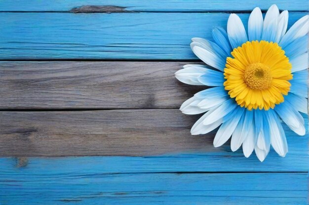 Blue wooden background with beautiful daisy