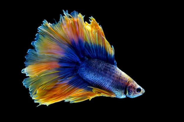 Сине-желтая двуххвостая рыбка-полумесяц бетта