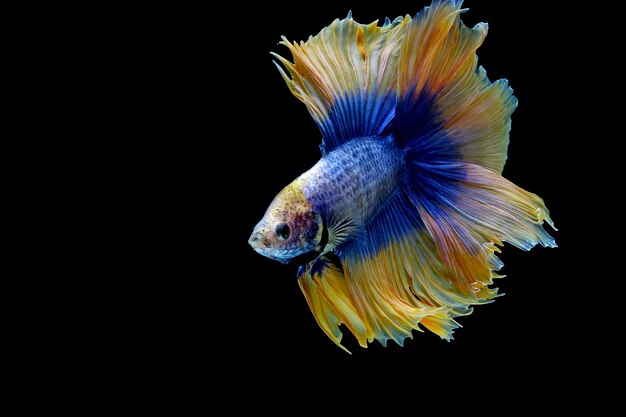 Pesce betta a mezzaluna giallo blu a doppia coda