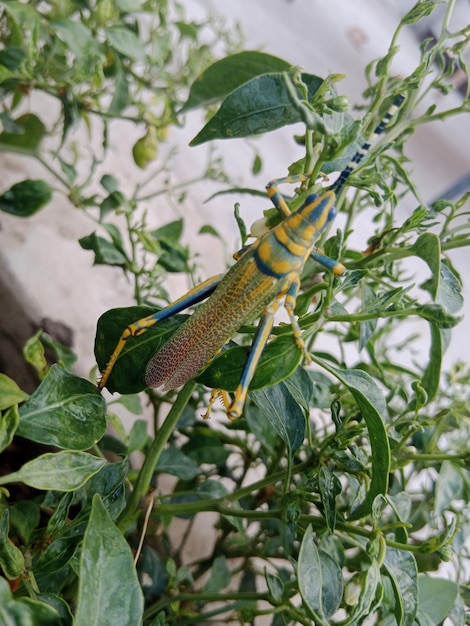 a blue and yellow grasshopper sits on a plant.