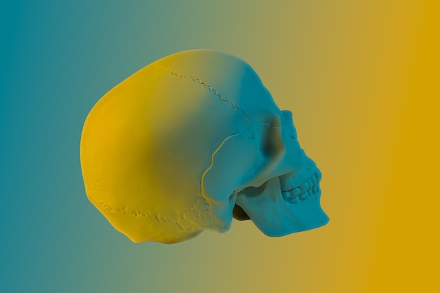 Blue yellow gypsum human skull isolated on colorful background\
plaster sample model skull for students of art schools forensic\
science anatomy and art education concept mockup for drawing\
design