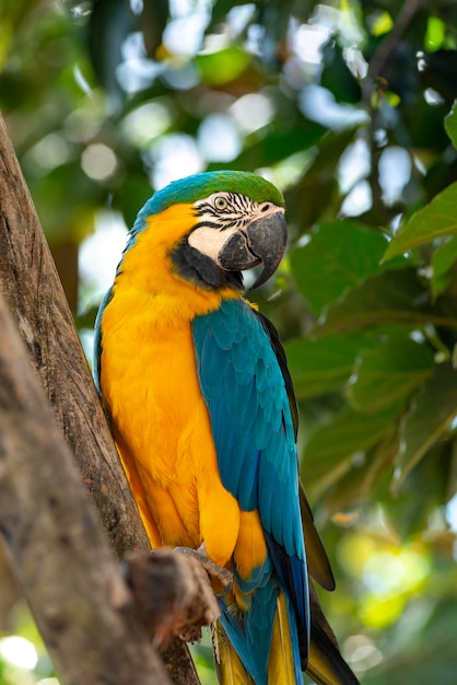 Blue and yellow Macaw parrot  Ara ararauna  araracanind