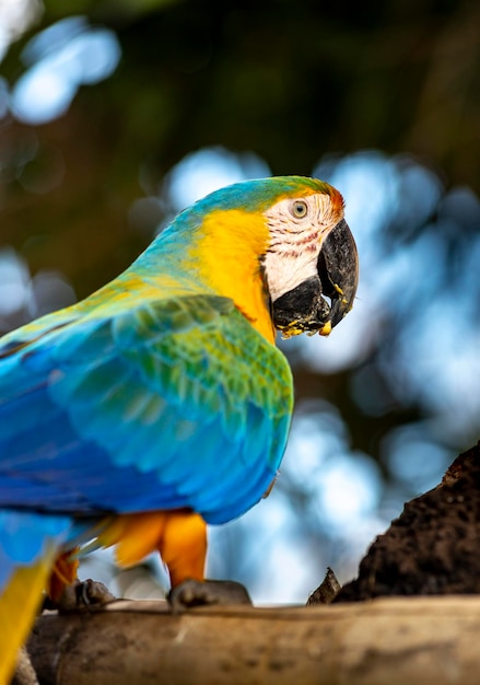 Photo blue and yellow macaw parrot  ara ararauna  araracaninde