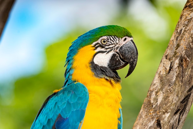 Photo blue and yellow macaw parrot  ara ararauna  araracaninde