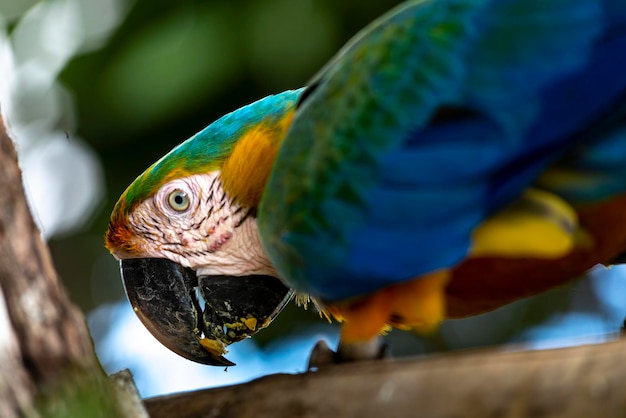 Photo blue and yellow macaw parrot  ara ararauna  araracaninde