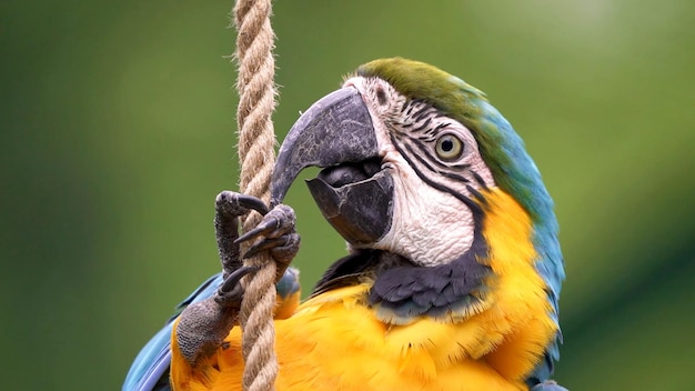 The blue and yellow macaw photo