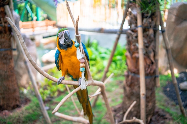 A blue and yellow macaw sits on a branch.