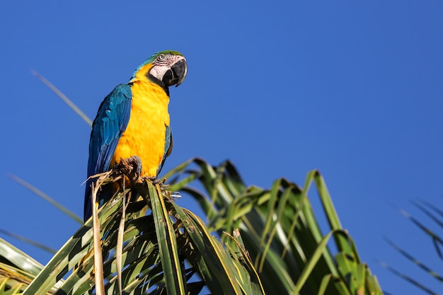 Blue and yellow macaw