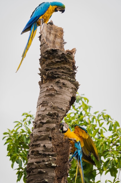 blue and yellow macaw