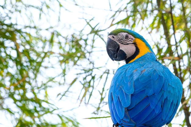 Blue and yellow macaws (ara ararauna) and white sky