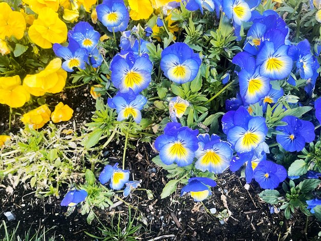 Blue and yellow pansies in bloom