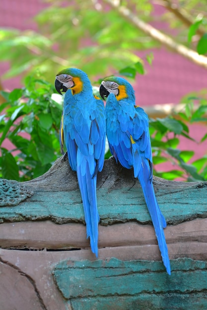 Синий и желтый попугаи