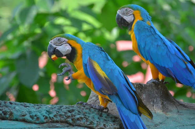 A blue and yellow parrots