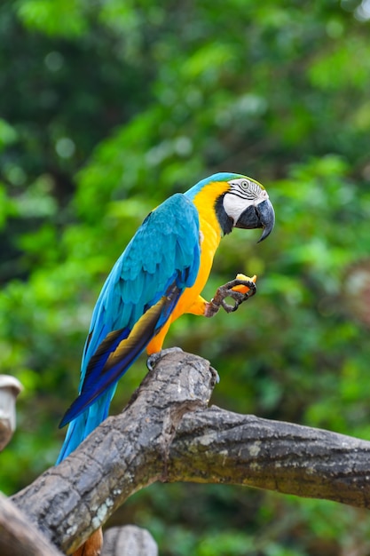 A blue and yellow parrots