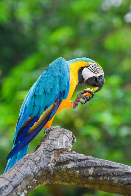 A blue and yellow parrots