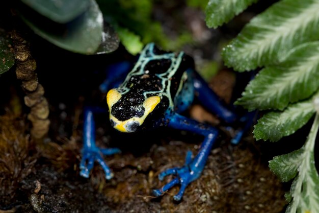 파란색과 노란색 독 화살 개구리 수리남 코발트 Dendrobates tinctorius